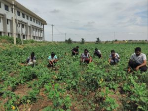 Weeding in seed production plot