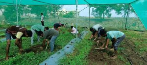 Weeding in organic farming shade net