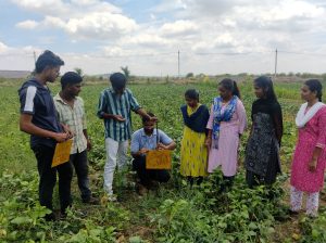 Installation of yellow sticky traps in cowpea field