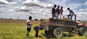 Harvesting and picking in groundnut field by seed production module