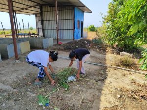 Cleaning around shed premise