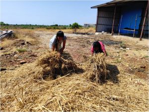 Collecting the ragi straw 2