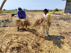 Collecting the ragi straw