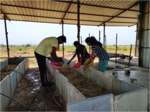 Filling the pits with Blackgram husk