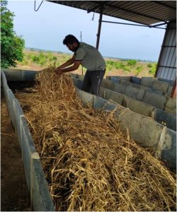 Filling the pits with a layer of ragi straw 2