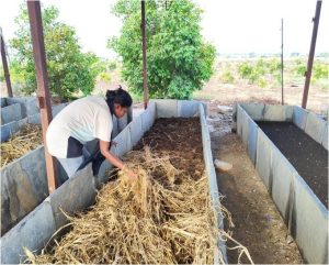 Filling the pits with a layer of ragi straw 3