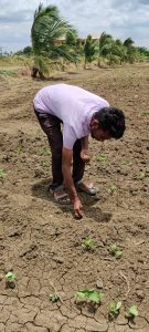 Gap filling in soyabean field