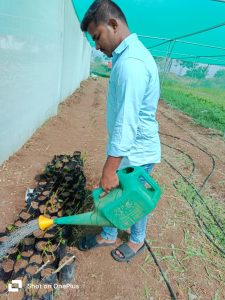 Planting and watering to the cuttings of duranta (1)