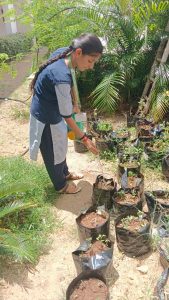 Planting and watering to the cuttings of duranta (2)