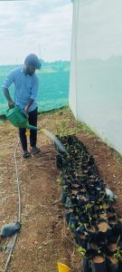 Planting and watering to the cuttings of duranta (3)