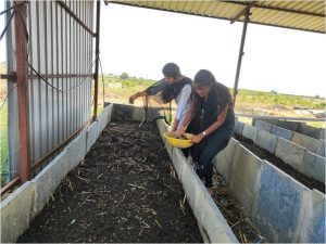 Releasing of earthworms into the privious pits 2