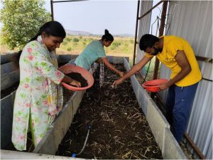 Releasing of earthworms into the privious pits