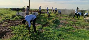 Removal of parthenium plants from fields (2)