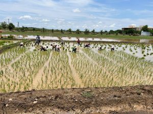 Rice Transplanting (1)