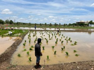 Rice Transplanting (4)