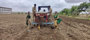 Sowing of green gram in farm (2)