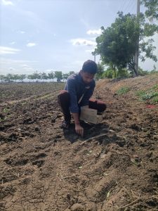 Sowing of maize as a border crop in soyabean field.