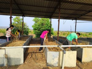 Spreading of paddy straw