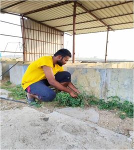 Weeding Surrounding the pits