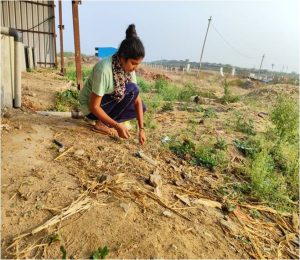 Weeding the surrounding the pits 3