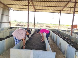 collection of vermicompost for seiving