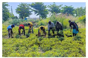 2019 BATCH SEED PRODUCTION ACTIVITY (1)