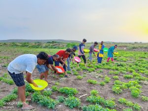 2019 BATCH SEED PRODUCTION ACTIVITY (11)