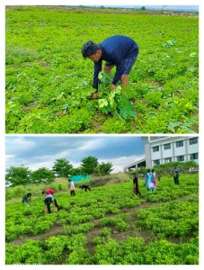 2019 BATCH SEED PRODUCTION ACTIVITY (6)