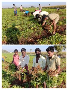 2019 BATCH SEED PRODUCTION ACTIVITY (8)