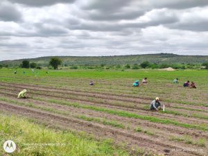 weeding operations carried out in the Red gram field besides boys hostel (2)