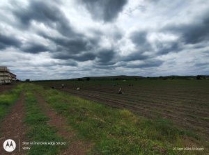 weeding operations carried out in the Red gram field besides boys hostel (3)