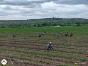 weeding operations carried out in the Red gram field besides boys hostel (4)