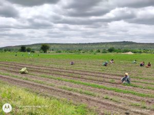 weeding operations carried out in the Red gram field besides boys hostel (5)