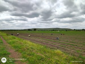 weeding operations carried out in the Red gram field besides boys hostel (6)