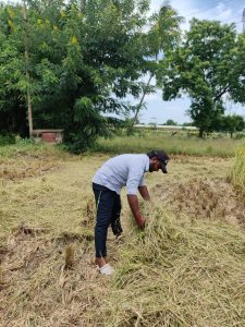 RAWEP 2020* BATCH Performing post harvest practices in the field (4)