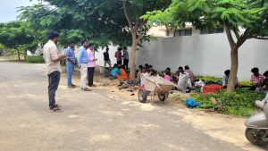 Propagating duranta (hedge plant) by using soft wood and herbaceous cuttings (1)