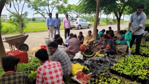 Propagating duranta (hedge plant) by using soft wood and herbaceous cuttings (2)