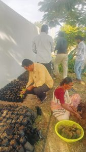 Propagating duranta (hedge plant) by using soft wood and herbaceous cuttings (3)