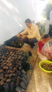 Propagating duranta (hedge plant) by using soft wood and herbaceous cuttings (5)