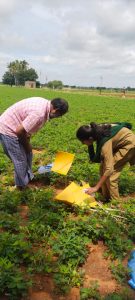 RAWEP 2020* BATCH -Method demonstration of sticky traps in groundnut