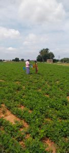 RAWEP 2020* BATCH -Method demonstration of sticky traps in groundnut