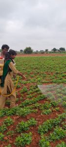 RAWEP Special Batch 2020 spraying operation in groundnut (1)