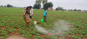 RAWEP Special Batch 2020 spraying operation in groundnut (2)