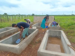 cleaning of azolla pits (1)