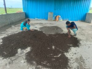 soil loosening and drying of vermicompost (1)