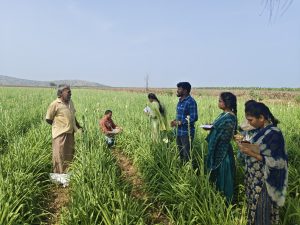 Vidited Somannapalli village crops covered Bengal gram,Tuberose (2)