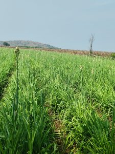 Vidited Somannapalli village crops covered Bengal gram,Tuberose (5)