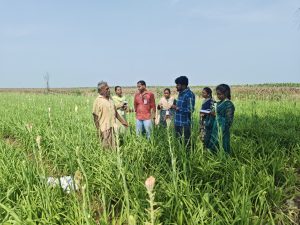 Vidited Somannapalli village crops covered Bengal gram,Tuberose (6)