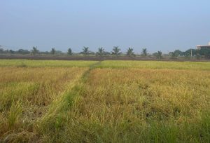 A view of Rice Varietal demo plot