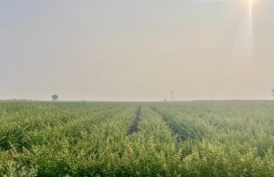 Pigeon pea seed production block